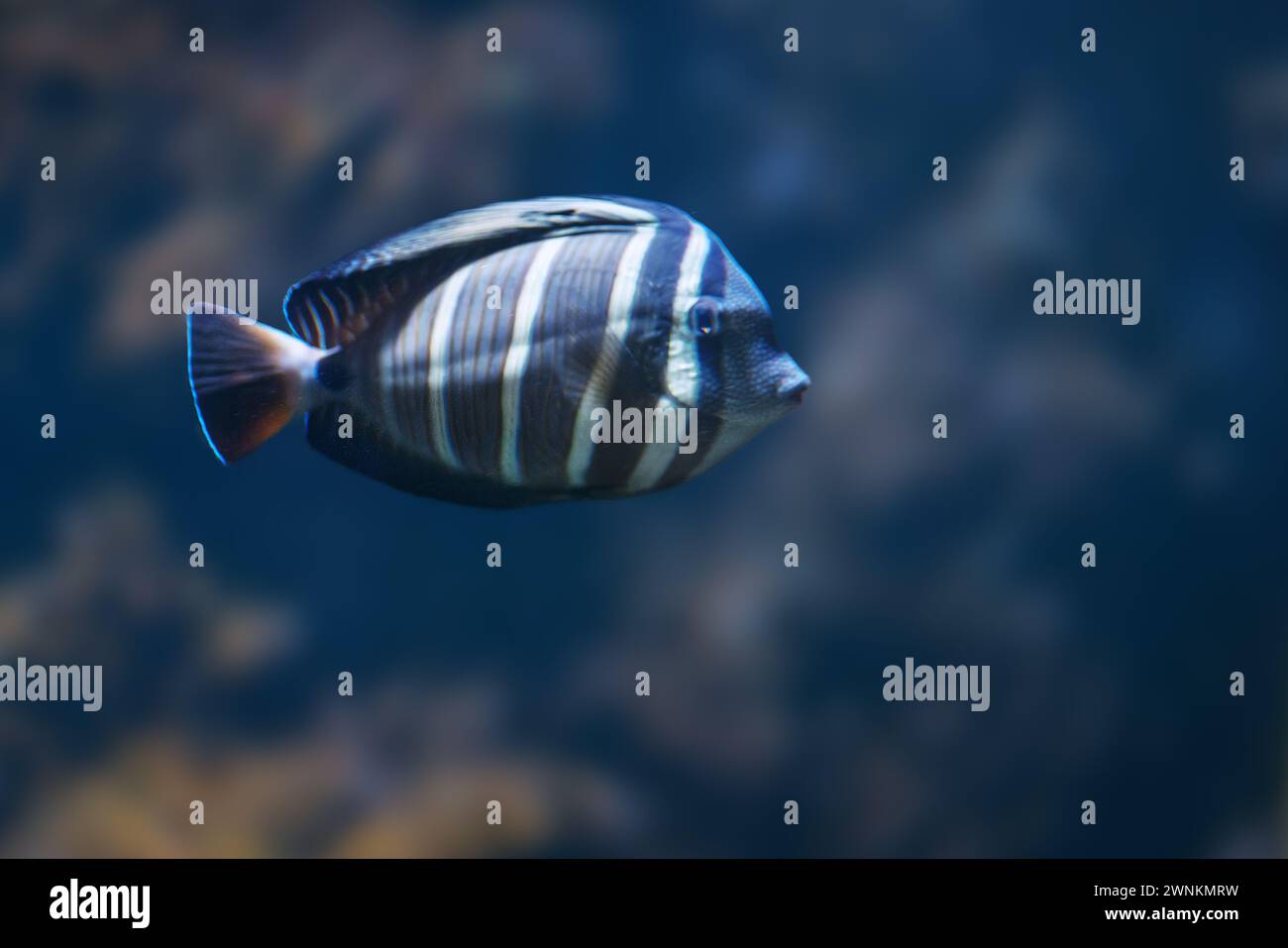 Sailfin Tang (Zebrasoma velifer) - Marine Fish Stock Photo