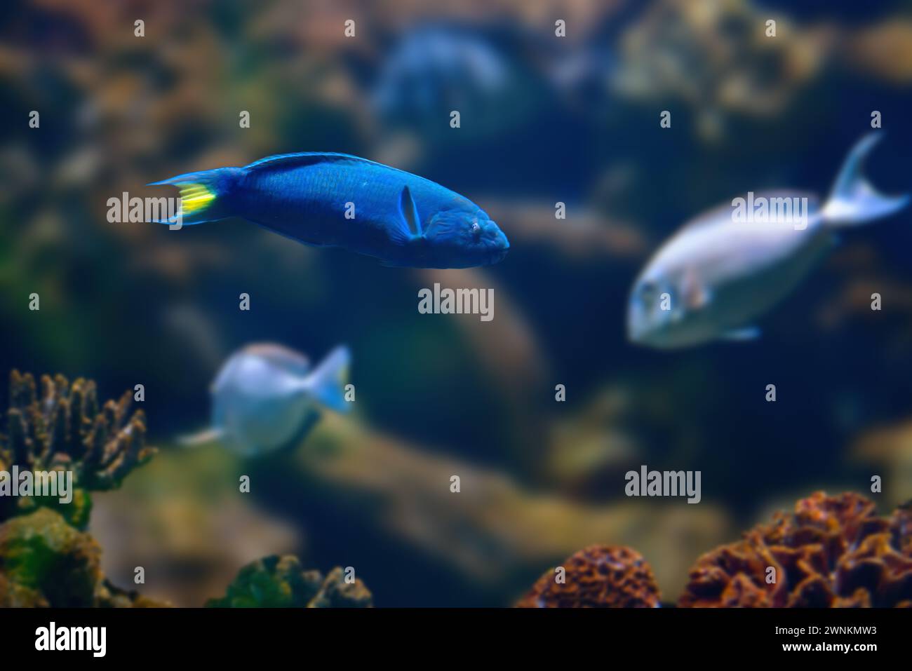 Moon Wrasse (Thalassoma lunare) - Marine Fish Stock Photo