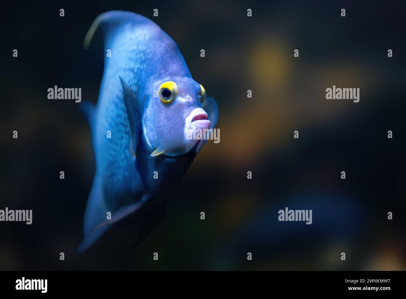 French Angelfish (Pomacanthus paru) - Marine Fish Stock Photo