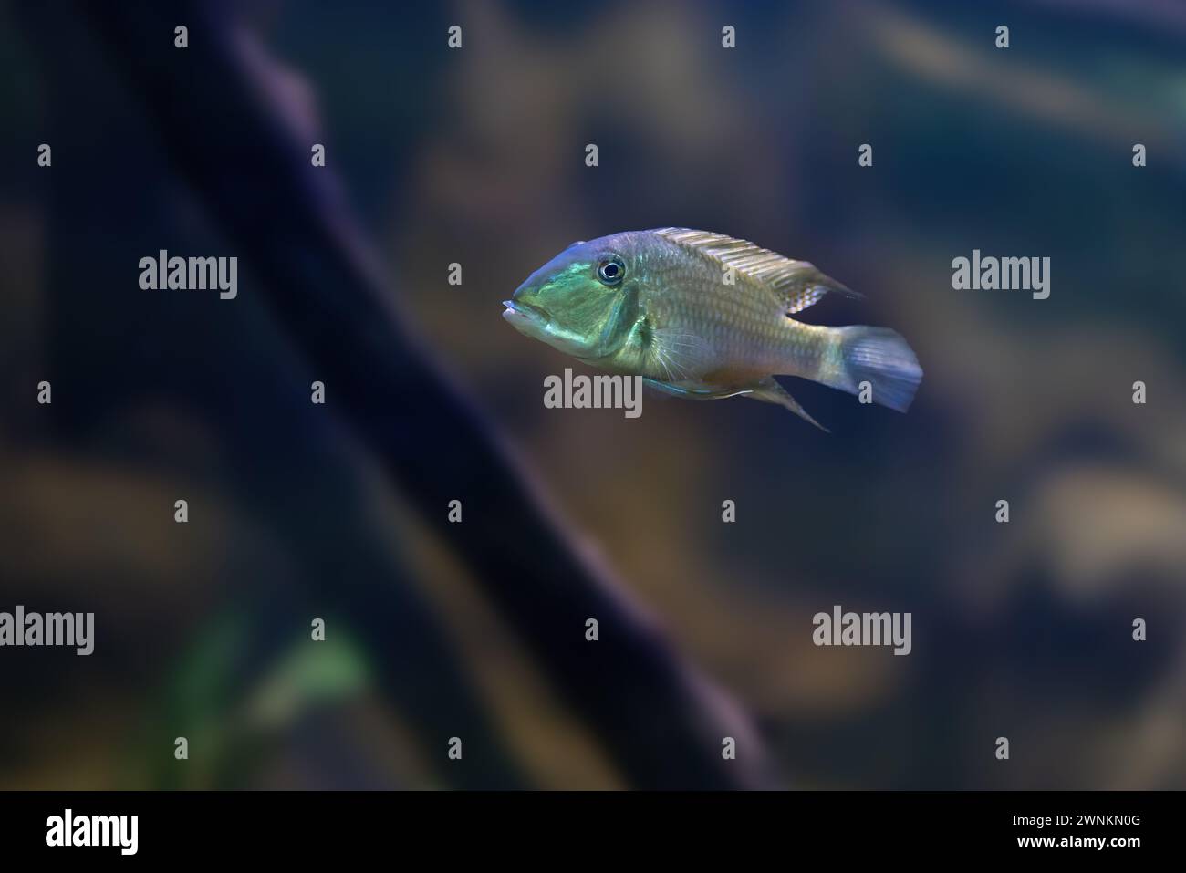 Demon Eartheater (Satanoperca jurupari) - Freshwater Fish Stock Photo