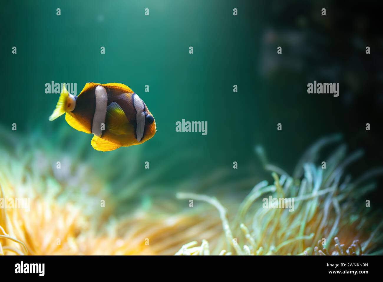 Clark's Anemonefish (Amphiprion clarkii) or Yellowtail Clownfish - Marine Fish Stock Photo