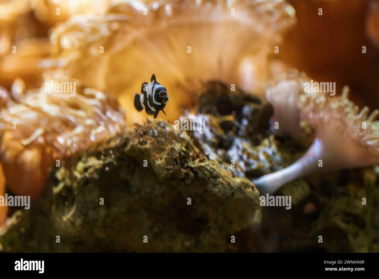Black Ocellaris Clownfish(Amphiprion ocellaris) - Marine Fish Stock Photo