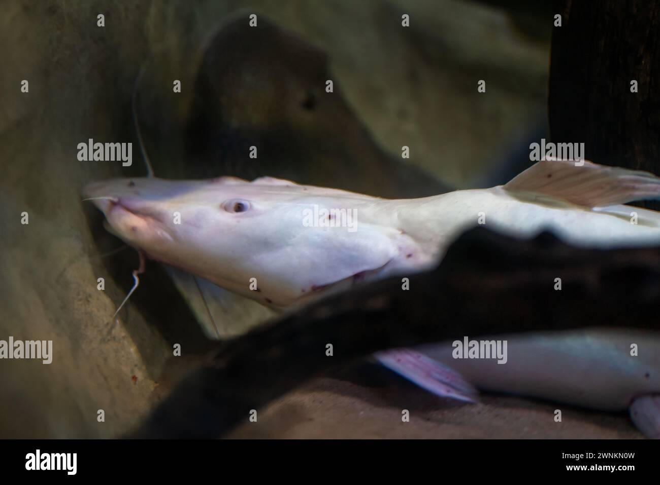 Leucistic Spotted Sorubim Catfish (Pseudoplatystoma corruscans) - Freshwater Fish Stock Photo