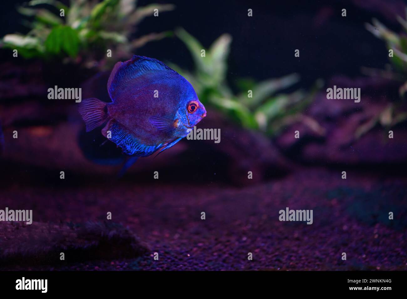 Blue Discus (Symphysodon aequifasciatus) - Freshwater Fish Stock Photo