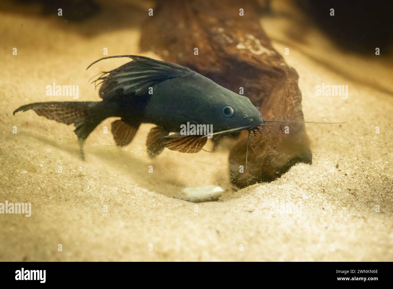 Featherfin Squeaker Catfish (Synodontis eupterus) - Freshwater Fish Stock Photo