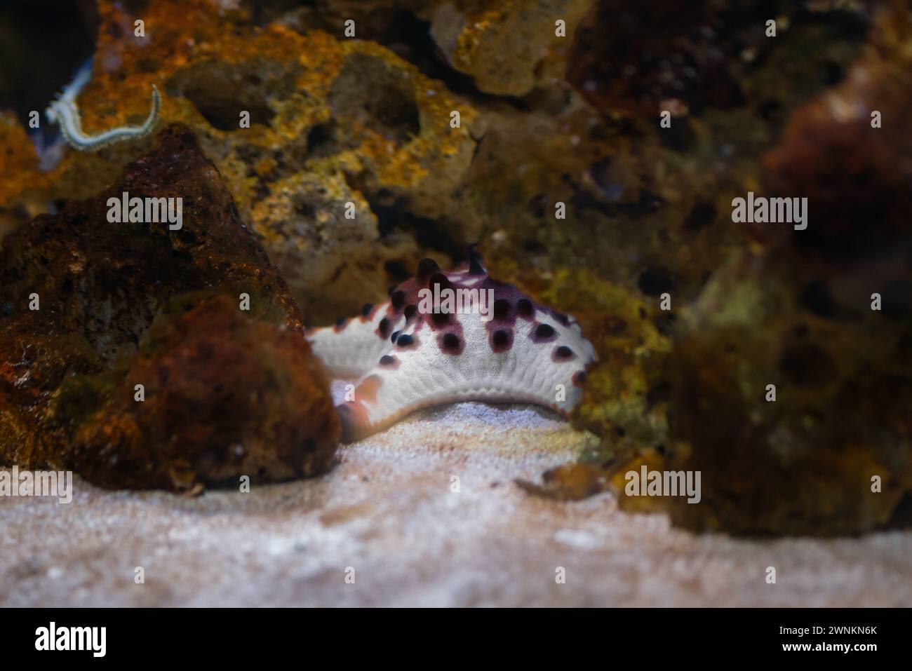 Chocolate Chip Sea Star (Protoreaster nodosus) or Horned Sea Star Stock Photo