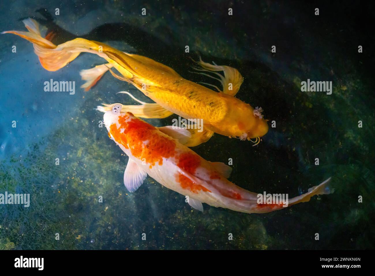 Hariwake and Yellow Koi Fish with Butterfly Fin Stock Photo
