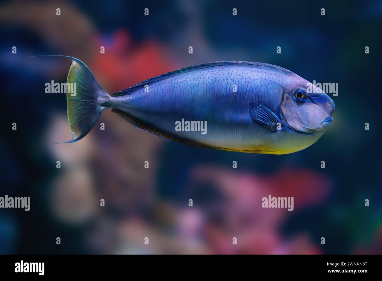 Orange Spine Surgeonfish (Naso lituratus) - Marine Fish Stock Photo