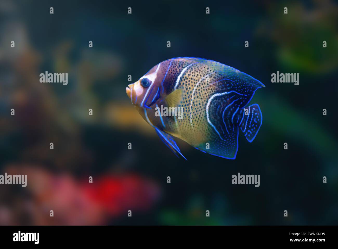 Koran Angelfish (Pomacanthus semicirculatus) or Semicircled Angelfish - Marine Fish Stock Photo