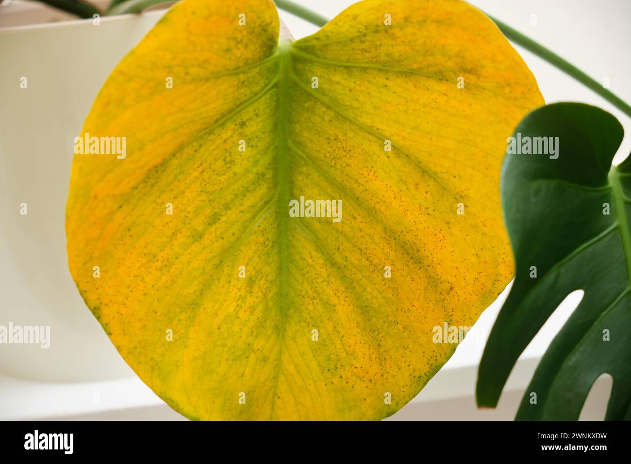 Monstera deliciosa with a yellow leaf due to problems with disease or  insect damage Stock Photo - Alamy