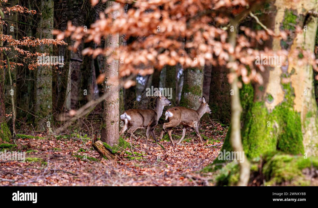 Dundee, Tayside, Scotland, UK. 3rd Mar, 2024. UK Weather: Templeton Woods around Dundee has excellent March scenery, including wildlife, oddly shaped trees, and nature walks. White rump roe deer graze freely in the woodlands during the spring-like weather. Credit: Dundee Photographics/Alamy Live News Stock Photo