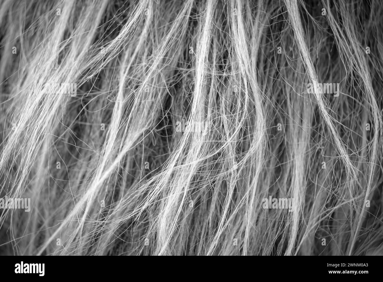 Dry and messy hair in close up view Stock Photo