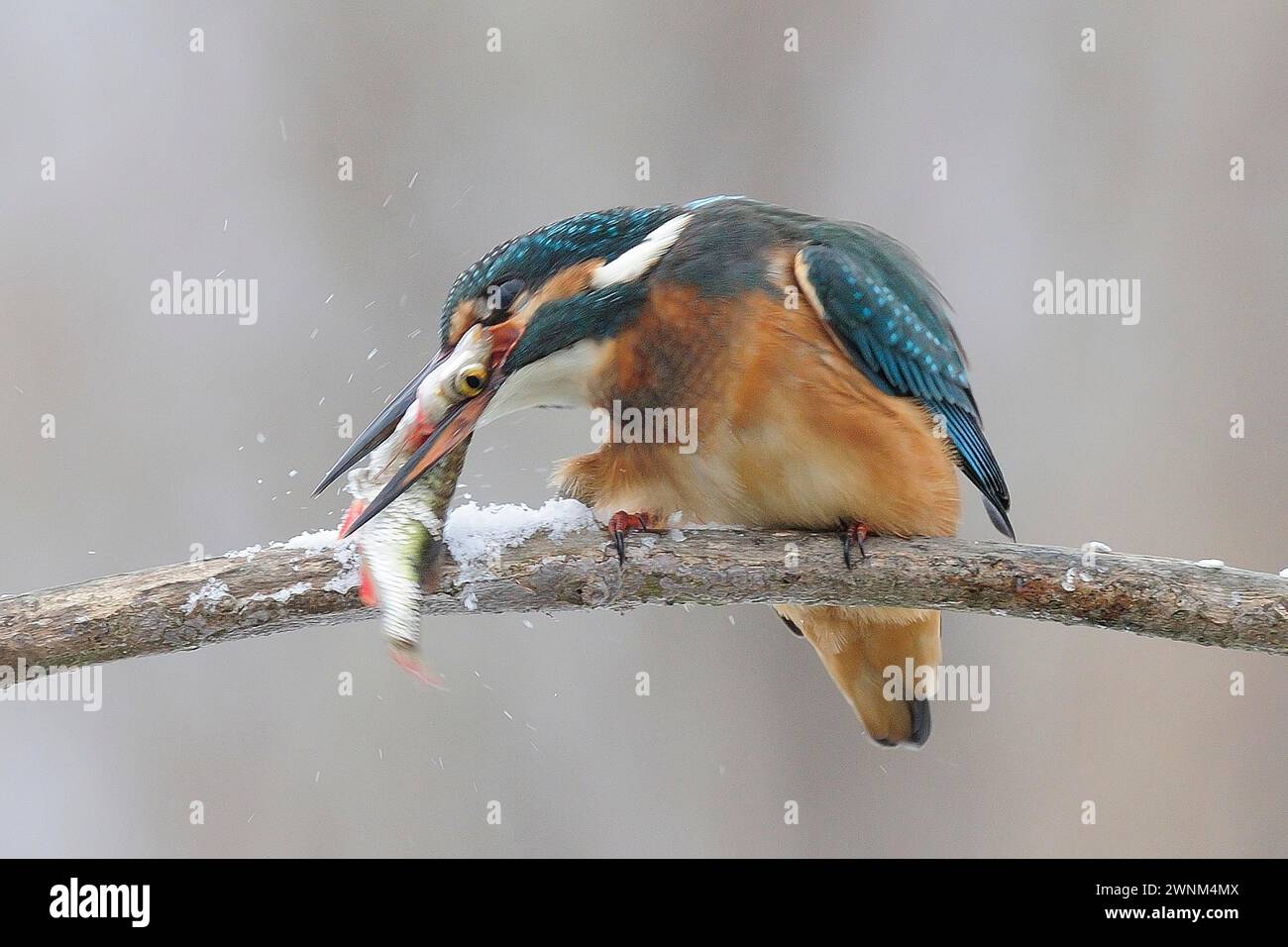 Common kingfisher (Alcedo atthis) working the fish on the snow-covered branch and killing it, Lower Saxony, Germany Stock Photo