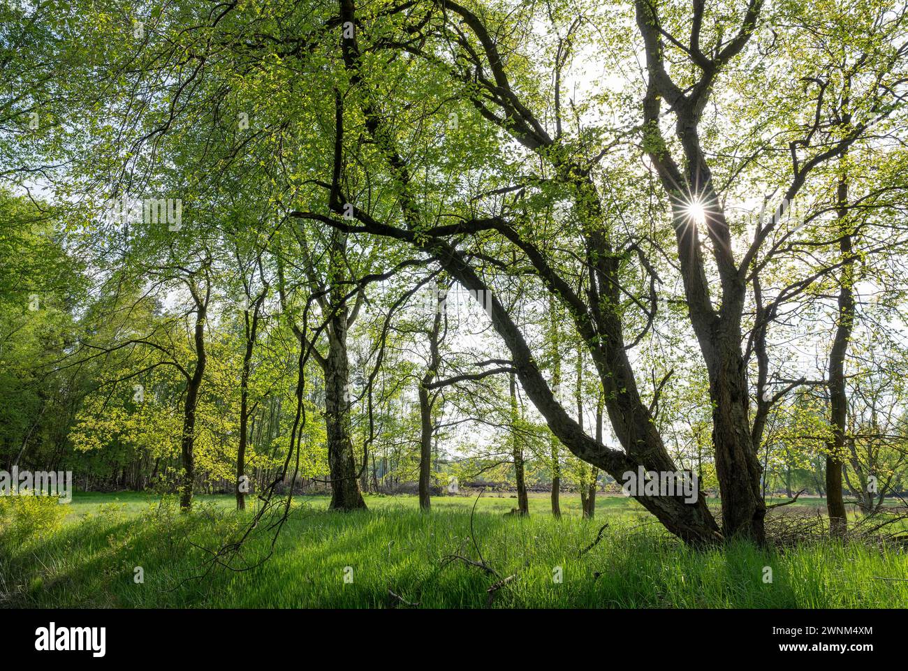 Backlight Sun Late-flowering bird cherry (Prunus serotina), backlight, sun star ...