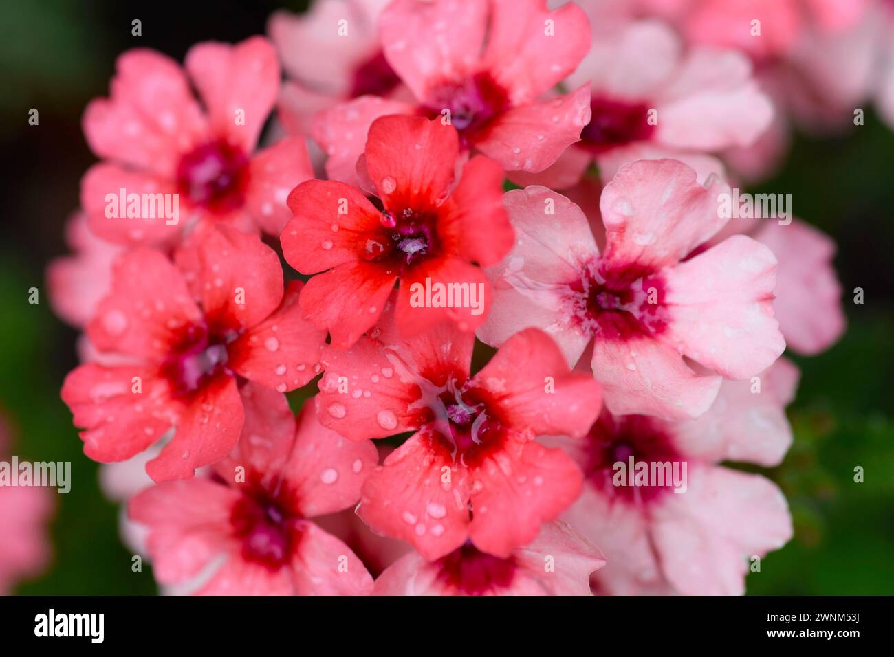 Verbena showboat hi-res stock photography and images - Alamy