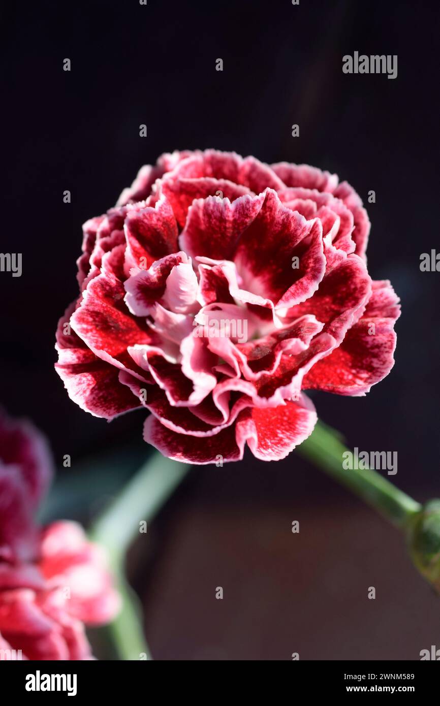 red and white dianthus flower Stock Photo