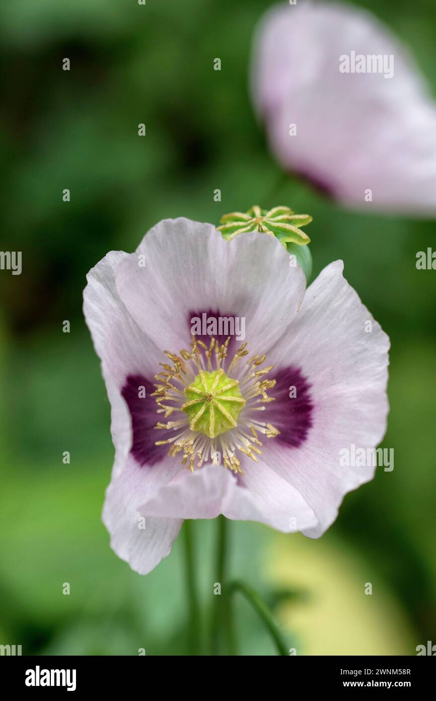 pink and purple oriental poppies Stock Photo