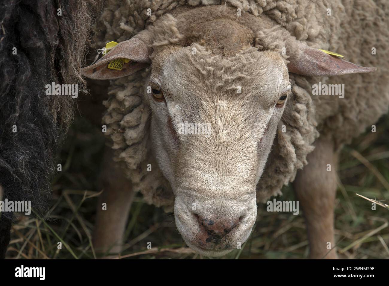 Portrait of male Texel sheep, Mecklenburg-Western Pomerania, Germany Stock Photo