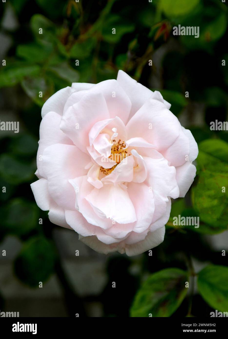 pale pink climbing rose Stock Photo Alamy