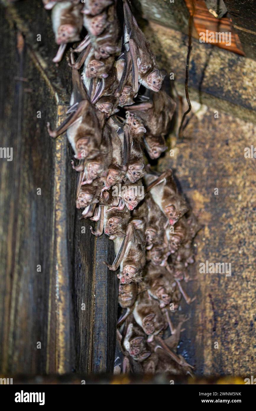 Common vampire bat (Desmodus rotundus) Pantanal Brazil Stock Photo - Alamy