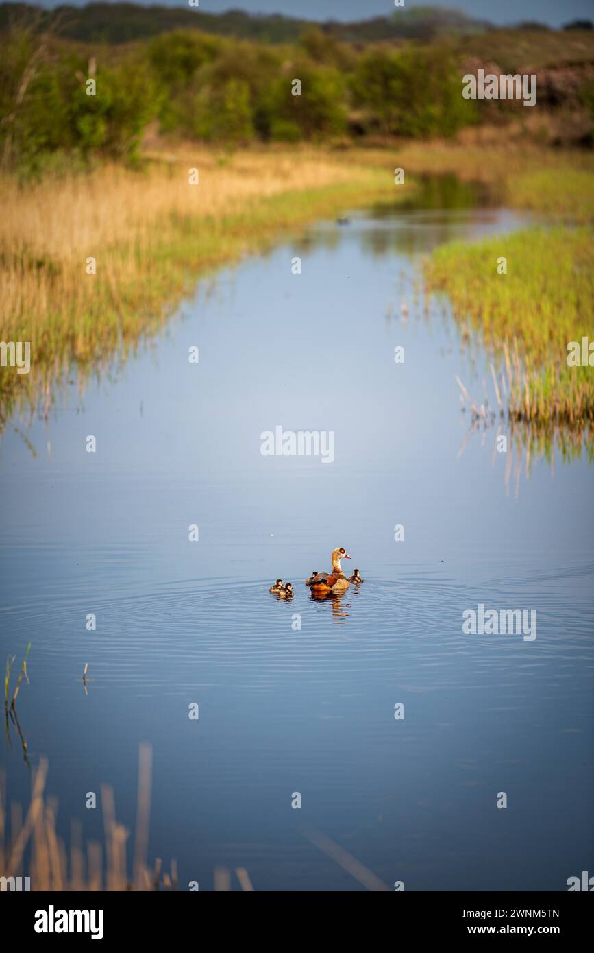 A family of ducks swimming in a calm, grass-lined body of water, Texel, Noord-Holland, Netherlands Stock Photo