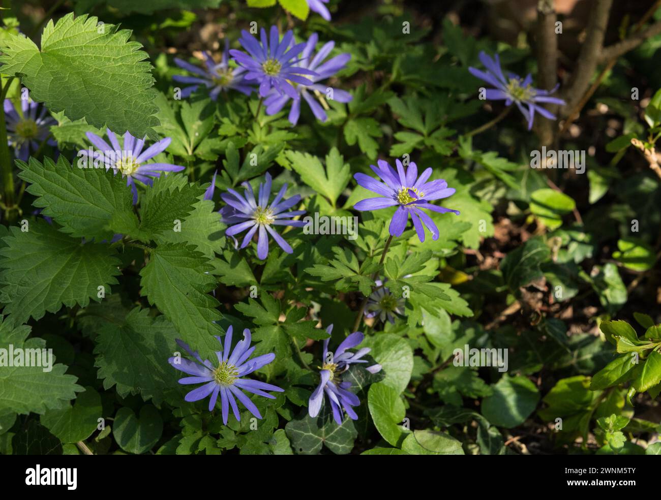 Spring scene with blue flowers and green leaves in the sunlight Blue star Scilla between nettle leaves Urtica Stock Photo