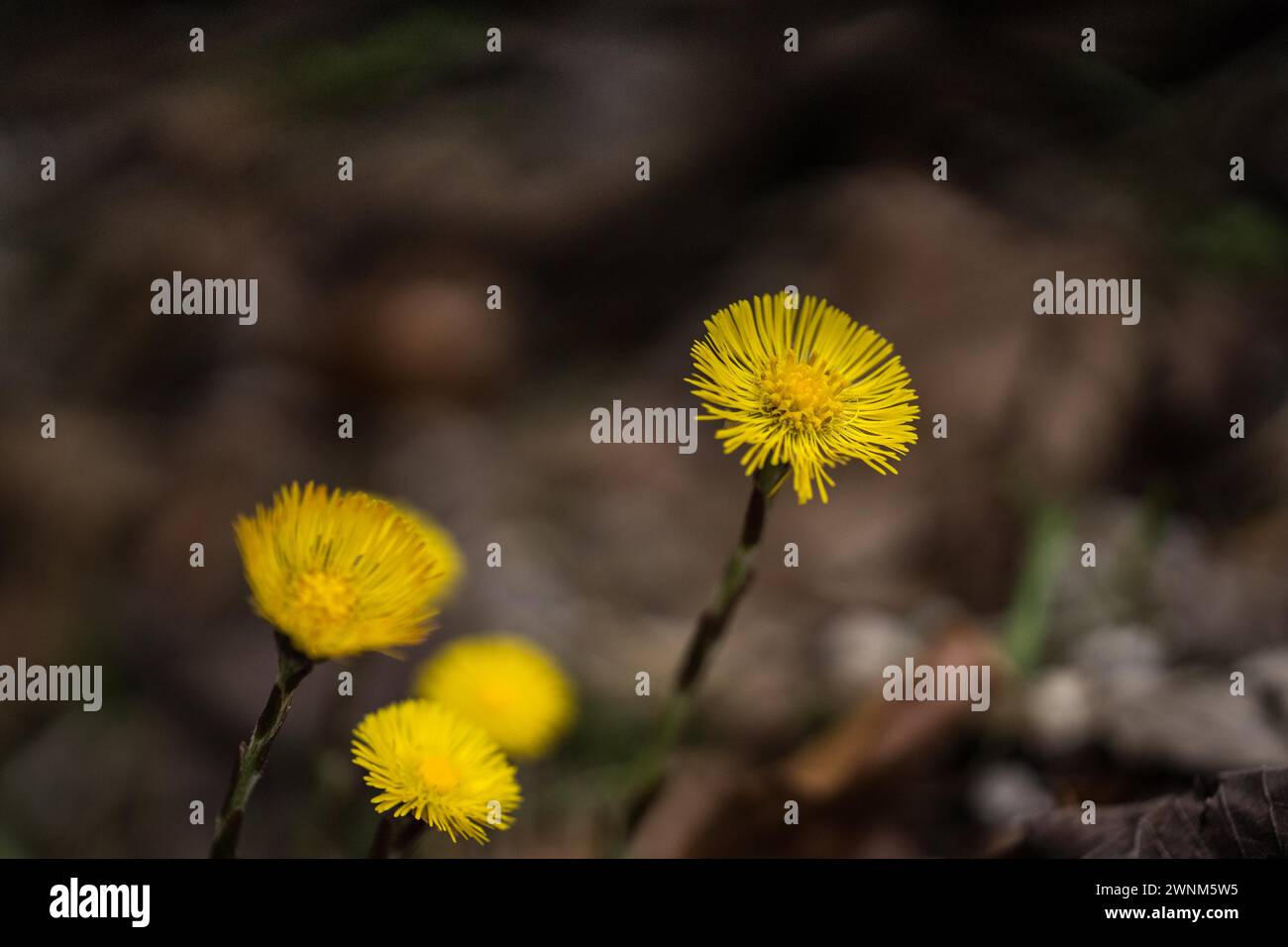 Yellow flowers are in focus against a blurred natural background Coltsfoot Tussilago farfara Stock Photo