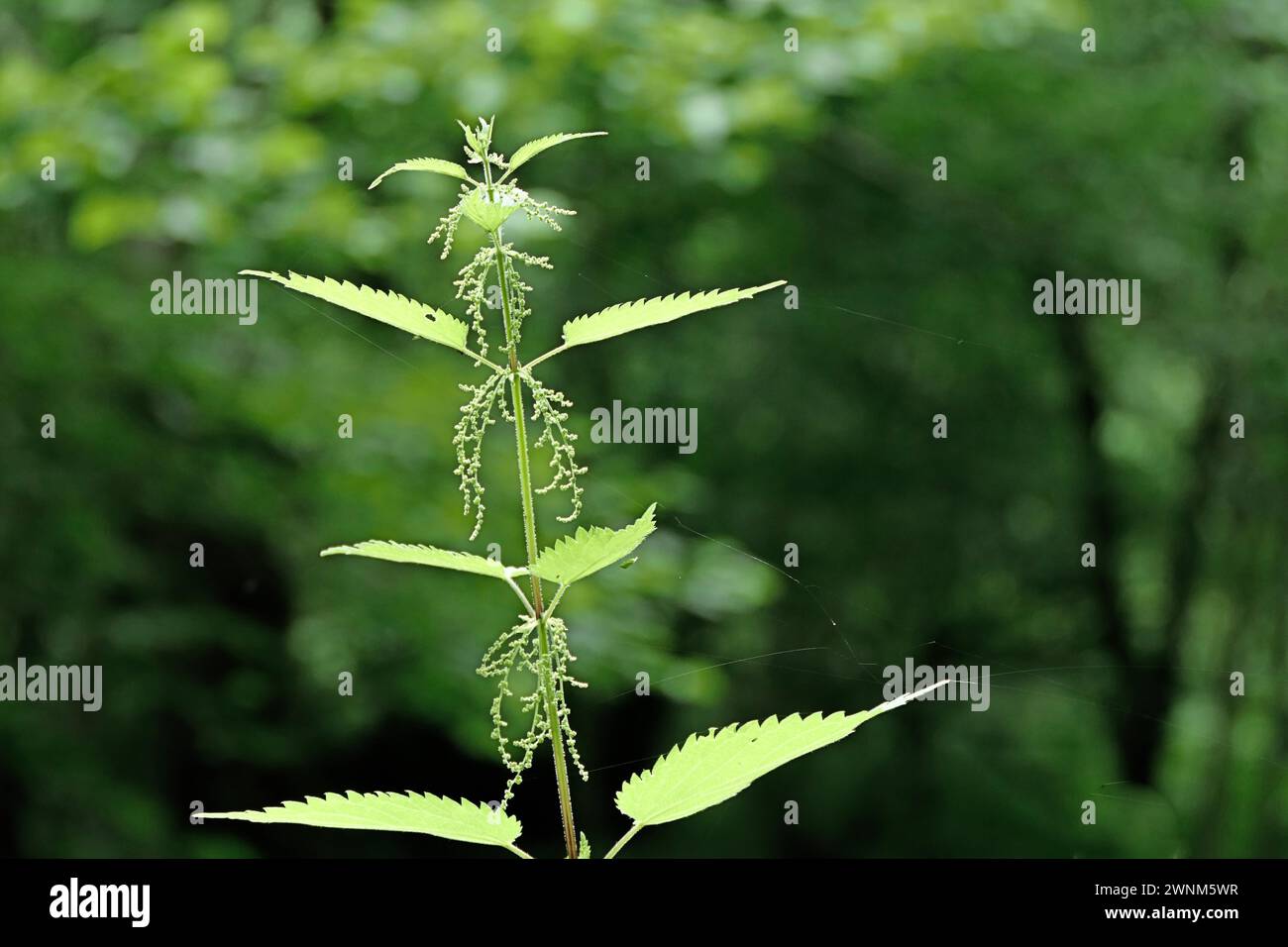 Close-up of a green plant with blurred green background in nature Nettle flower Urtica Stock Photo