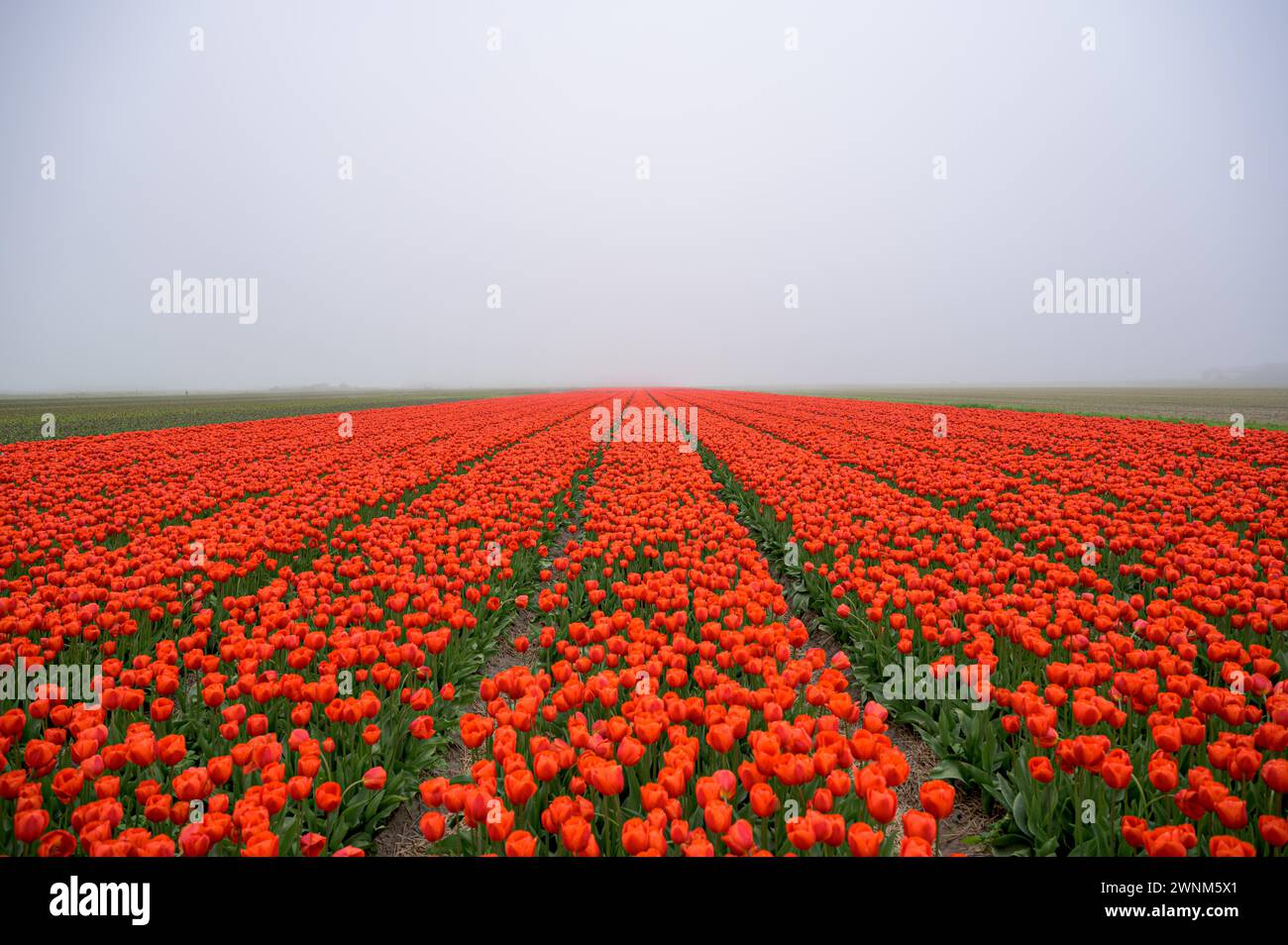 A misty tulip field with intense red flowers as a splash of colour in nature, Tulips, Tulipa, Texel, Noord-Holland, Netherlands Stock Photo