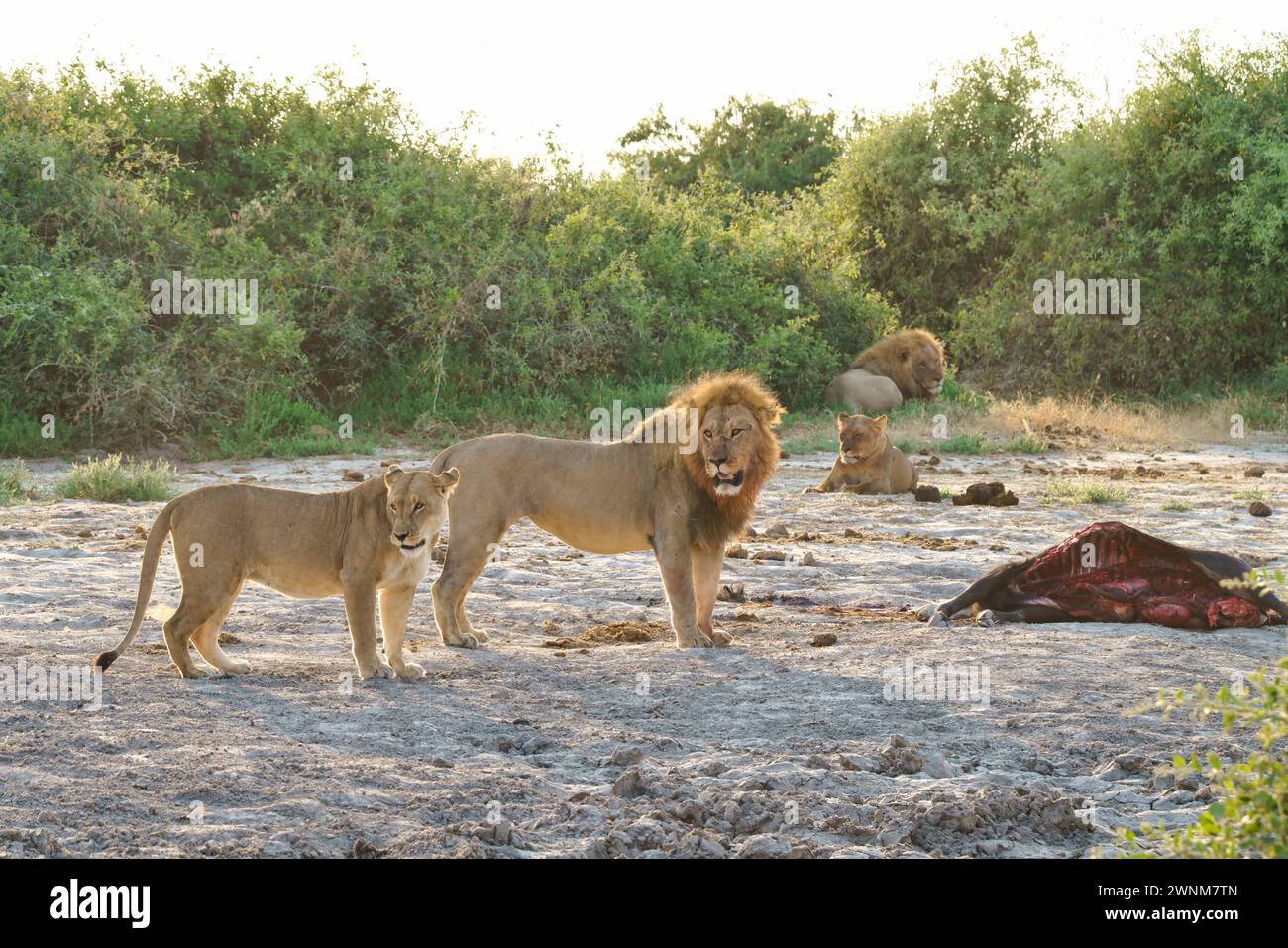 Male and female African lions next to their kill Stock Photo