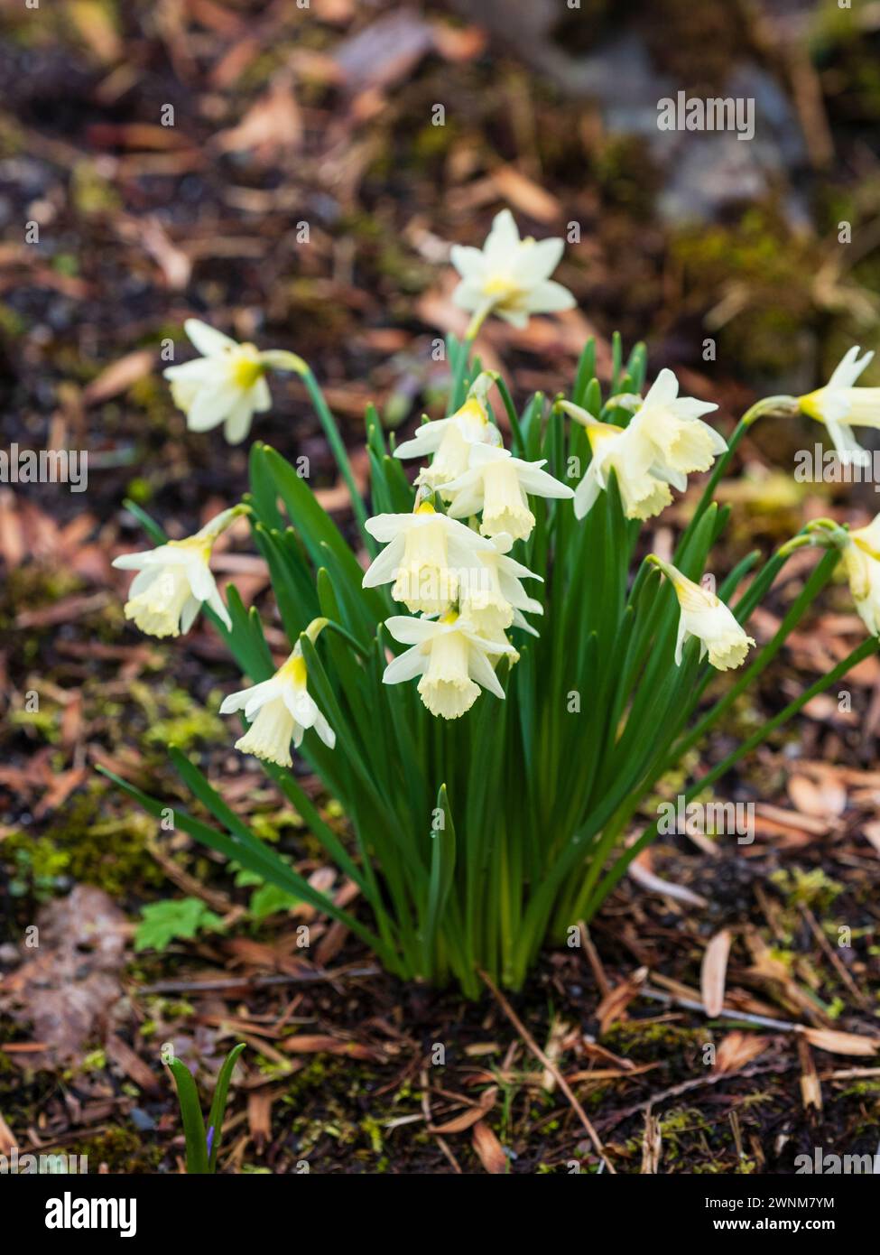 Pale cream and white flowers of the early spring blooming cyclamineus group daffodil, Narcissus 'Jenny,' Stock Photo