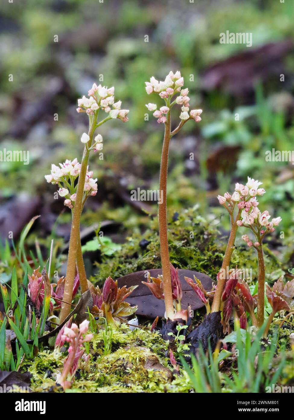 Early spring flower spikes of the hardy, low growining perennial, Mukdenia rossii Stock Photo