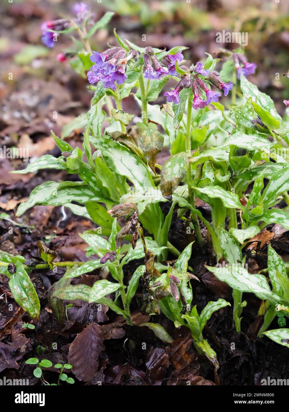 Red tinged blue flowers and silver spotted foliage of the early spring blooming lungwort, Pulmonaria 'Silver Surprise' Stock Photo