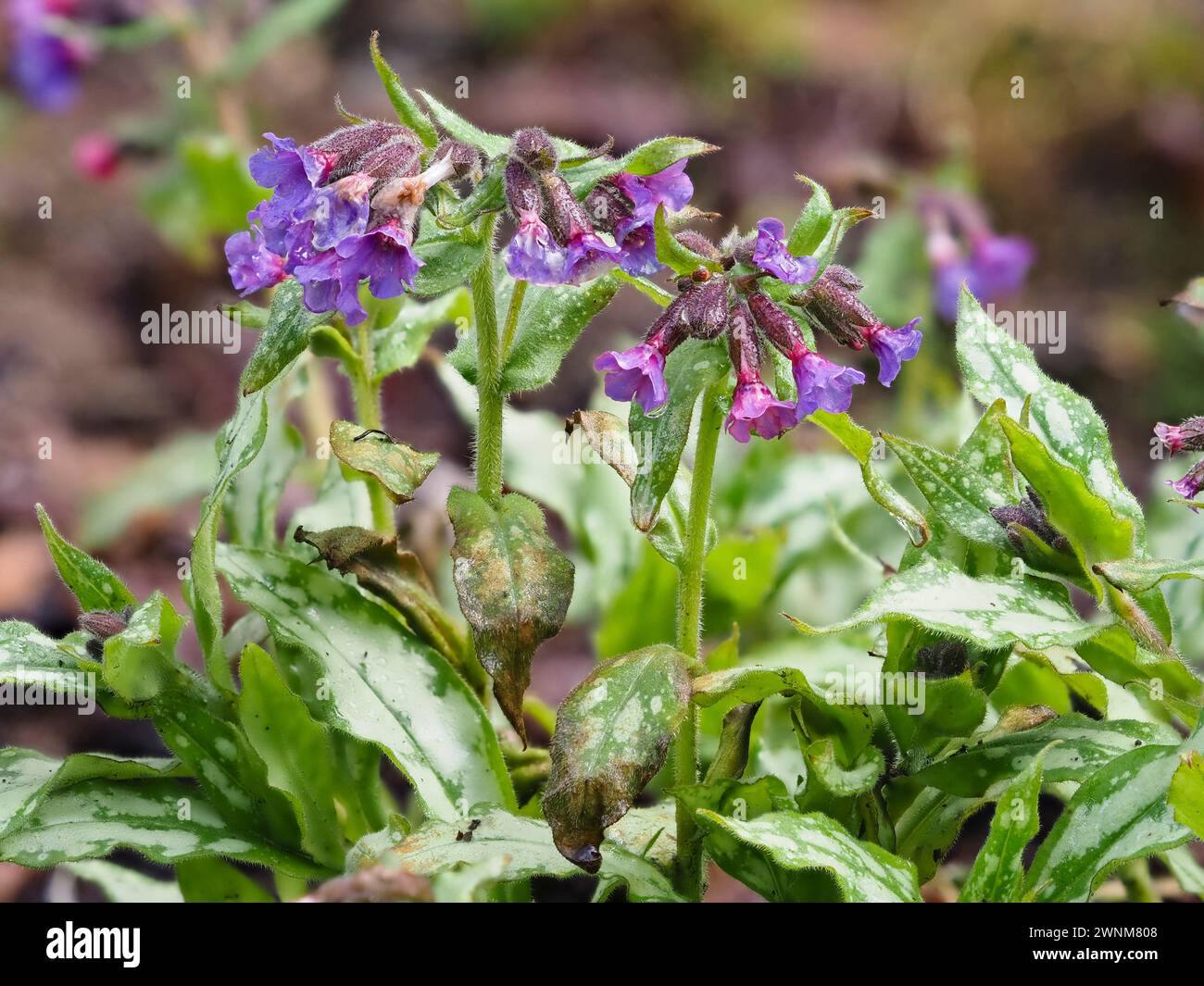 Red tinged blue flowers and silver spotted foliage of the early spring blooming lungwort, Pulmonaria 'Silver Surprise' Stock Photo