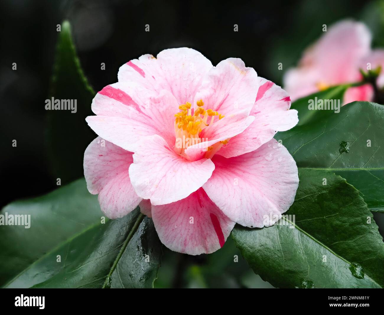 Pink and red streaked white flower of the hardy evergreen shrub, Camellia japonica 'Tricolor' blooming in early spring Stock Photo