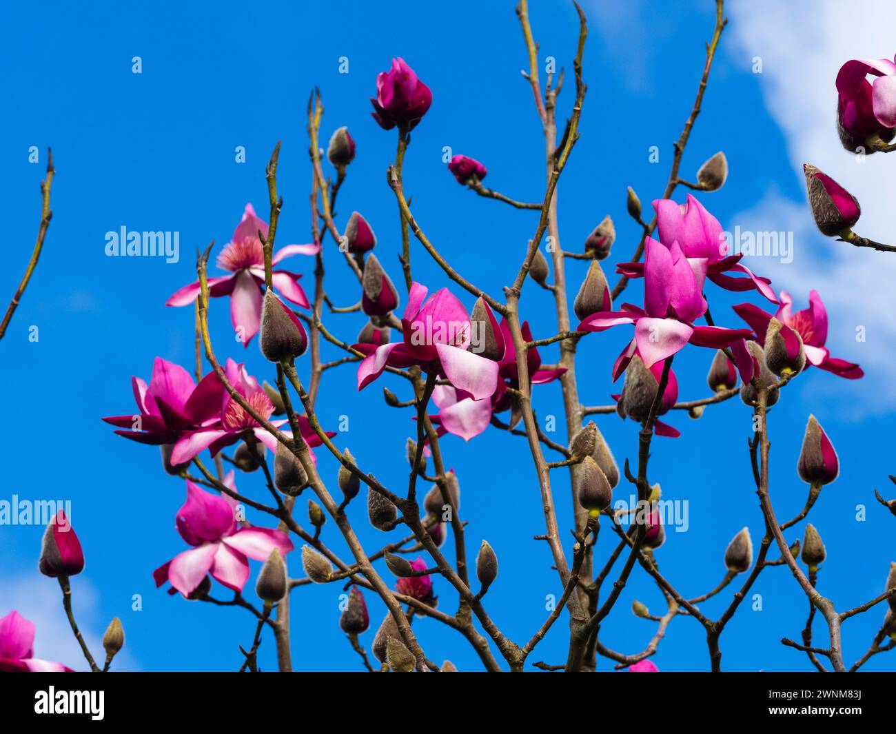 Red-pink flowers of the early spring flowering ornamental deciduous tree, Magnolia campbellii 'Betty Jessel' Stock Photo