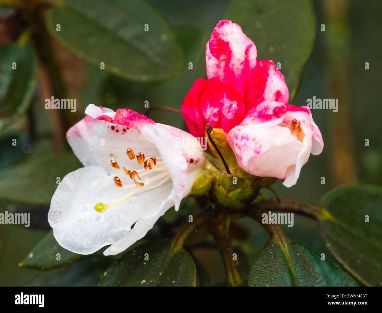 Early spring white flowers of the hardy, Taiwanese, evergreen, Rhododendron pachysanthum, open from red-pink buds Stock Photo