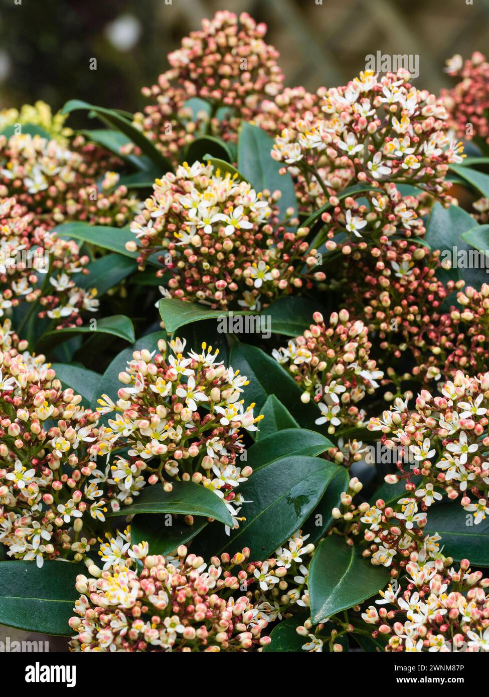 Scented male spring flowers in the panicles of the hardy evergreen shrub, Skimmia japonica 'Marlot' Stock Photo