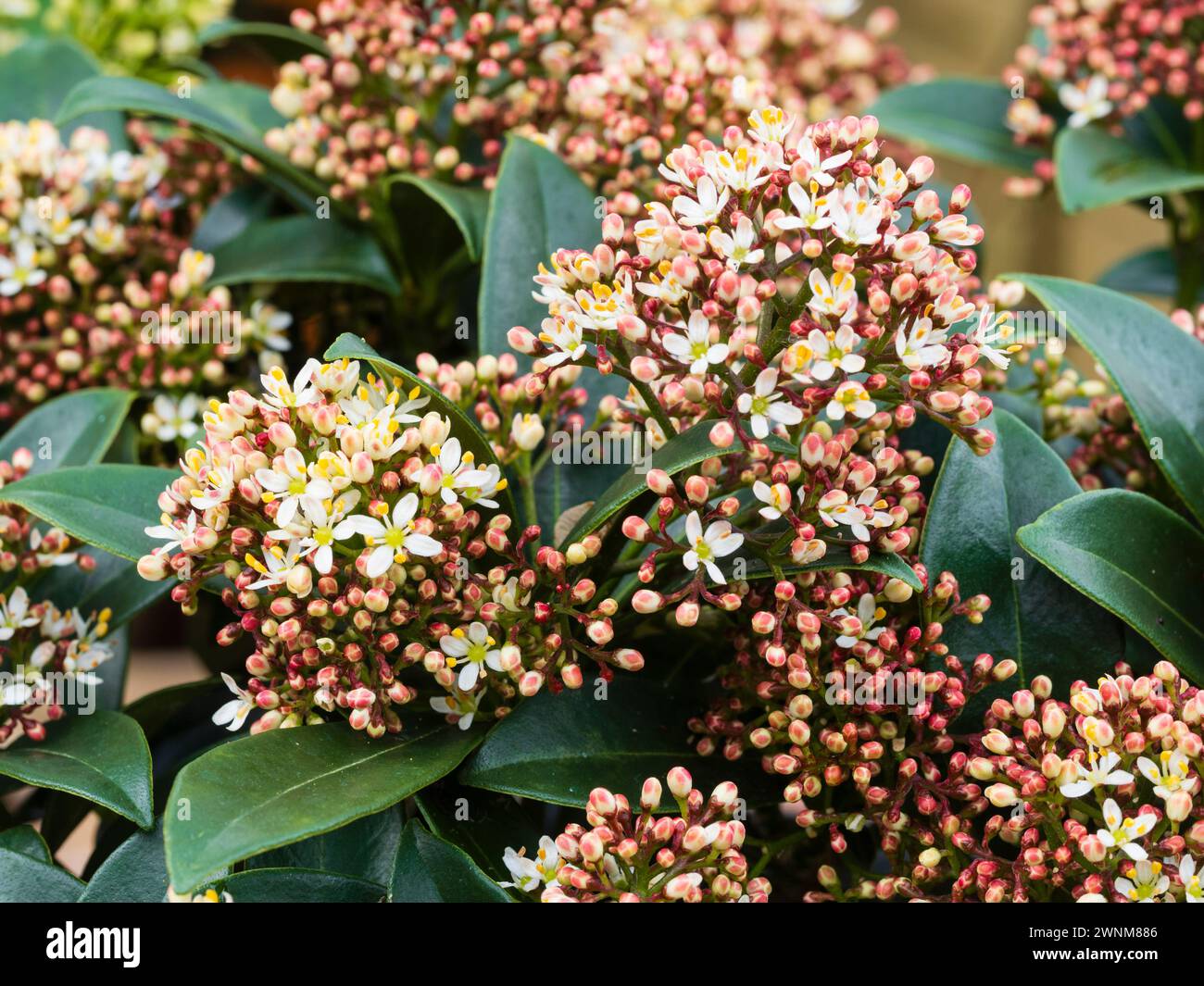 Scented male spring flowers in the panicles of the hardy evergreen shrub, Skimmia japonica 'Marlot' Stock Photo
