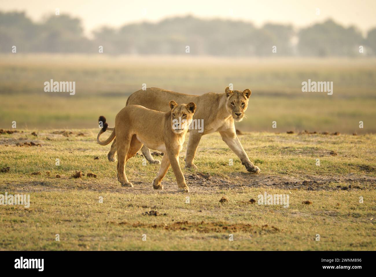 Two female African lions walking across open savannah Stock Photo