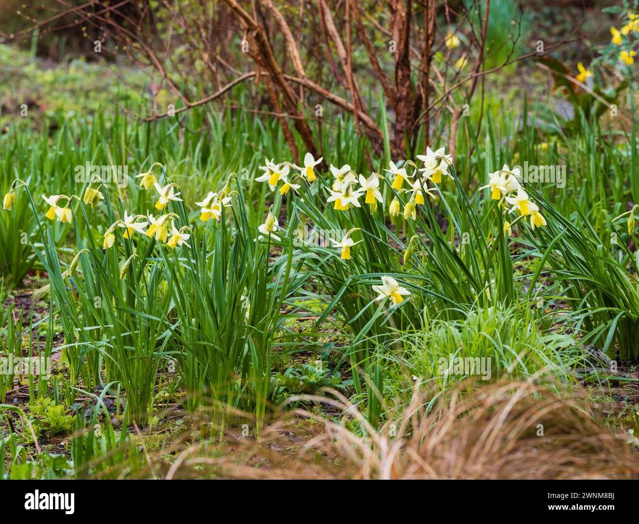 Reflexed white petals and yellow trumpet of the early spring cyclamineus group daffodil, Narcissus 'Jack Snipe' Stock Photo