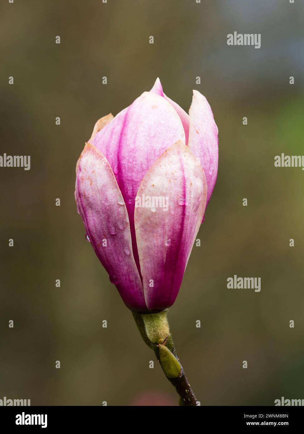 Large pink and white flower of the early spring flowering hardy small