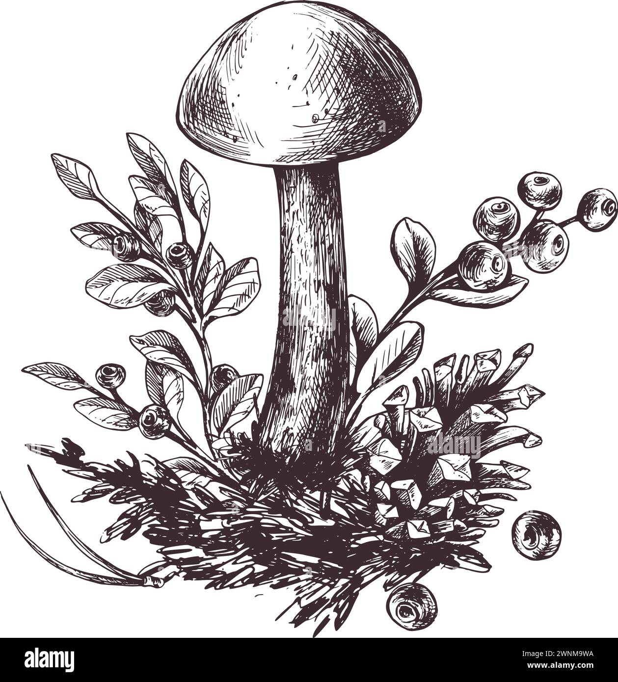 Mushrooms forest boletus with grass, blueberries, moss and cone. Graphic botanical illustration hand drawn in brown ink. For recipes, packaging Stock Vector