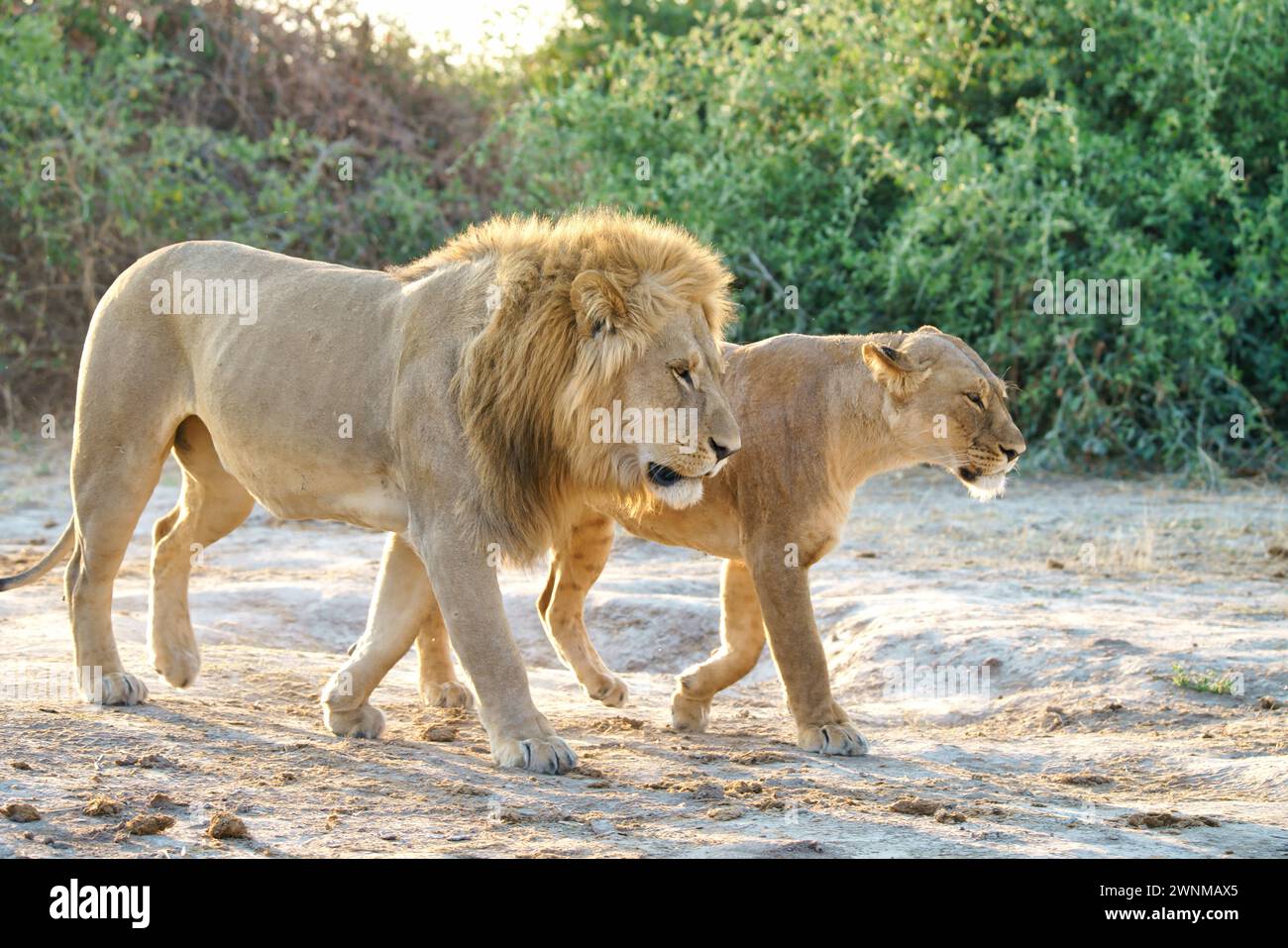 Male and female Africa lions walking together Stock Photo