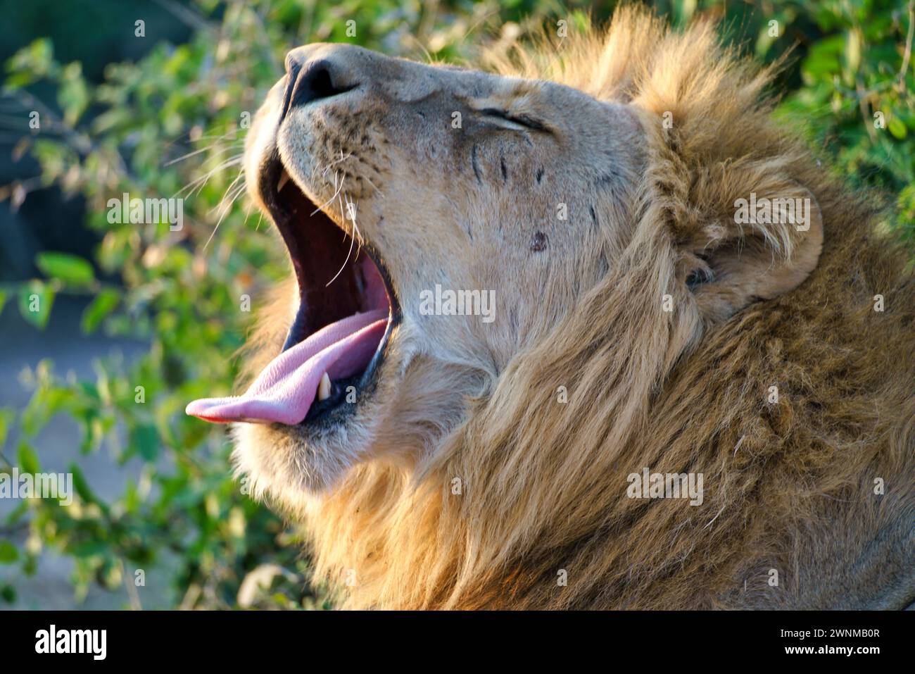 Male African lion yawning with tongue sticking out Stock Photo