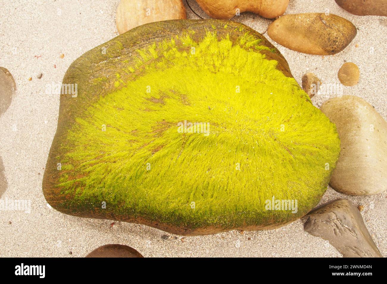 A rock on a beach covered in Ulva intestinalis, a bright grass green seaweed also known as Enteromorpha intestinalis, an algae. Stock Photo