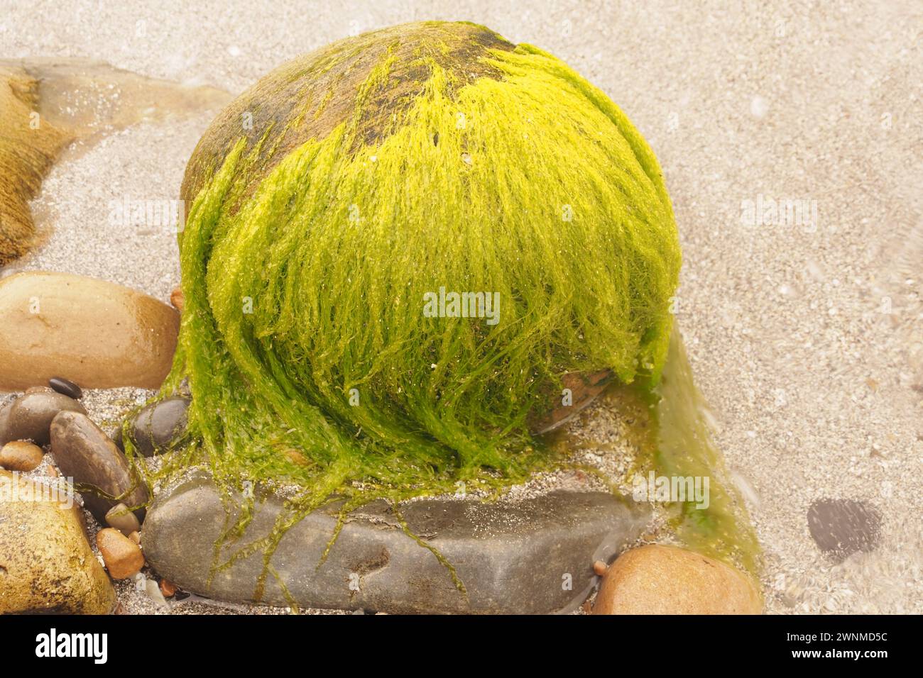 A rock on a beach covered in Ulva intestinalis, a bright grass green seaweed also known as Enteromorpha intestinalis, an algae. Stock Photo