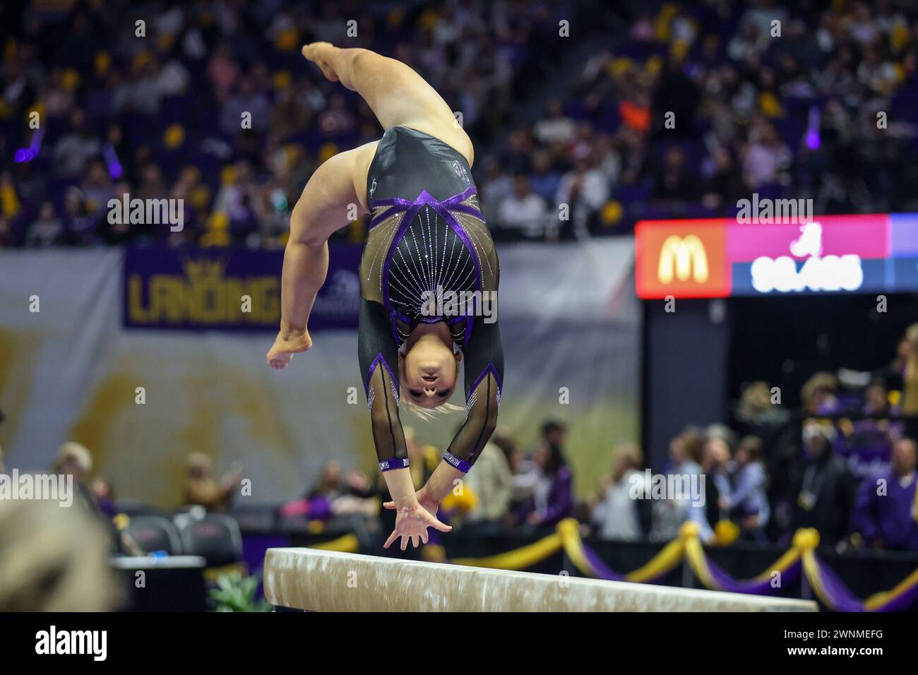 Baton Rouge, LA, USA. 01st Mar, 2024. LSU's Sierra Ballard competes on the balance beam during NCAA Gymnastics action between the Alabama Crimson Tide and the LSU Tigers at the Pete Maravich Assembly Center in Baton Rouge, LA. Jonathan Mailhes/CSM (Credit Image: © Jonathan Mailhes/Cal Sport Media). Credit: csm/Alamy Live News Stock Photo