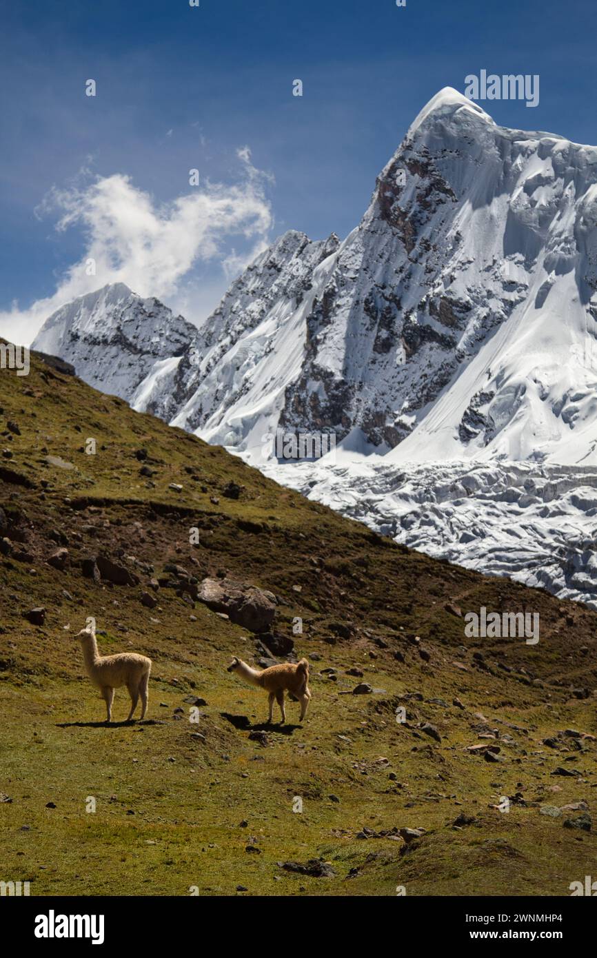 The Ausangate trek is a stunning hike through Peru's wildest and rarely visited areas. Stock Photo