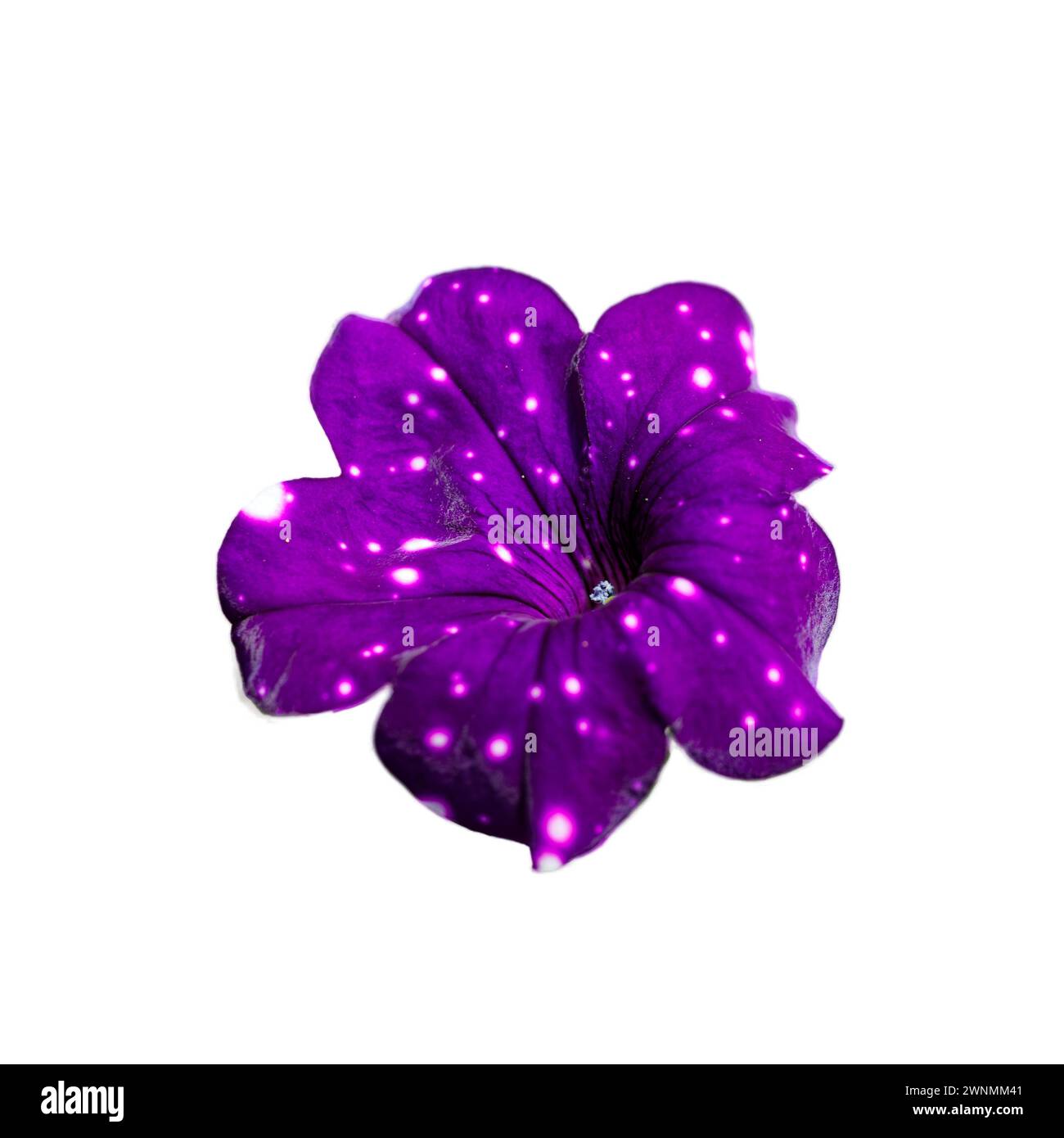 Bi colored appearance hi-res stock photography and images - Alamy